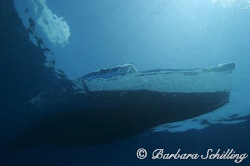 The end of a another nice dive ... returning to the dive ... by Barbara Schilling 